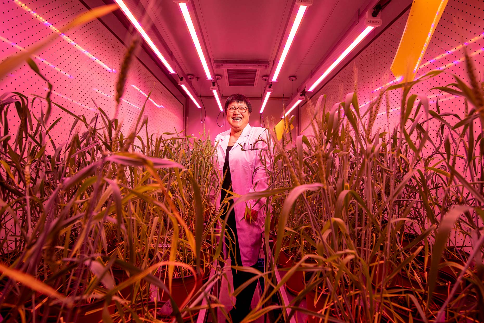 CRISPR China Beijing Stefen Chow Agriculture Science Gao Caixia