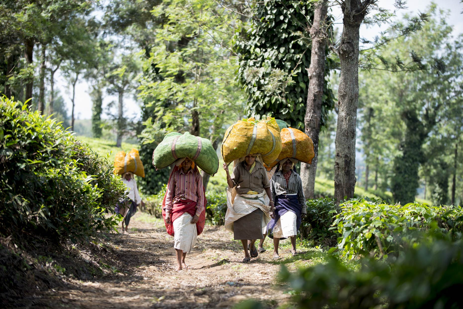 Tea Pickers | Manjushree Advertising Campaign by Photographer Stefen Chow | Advertising Photography | Commerical Photography | Tea Plantation | Tea Picking | Nigiri Hills | India | South India | Asia